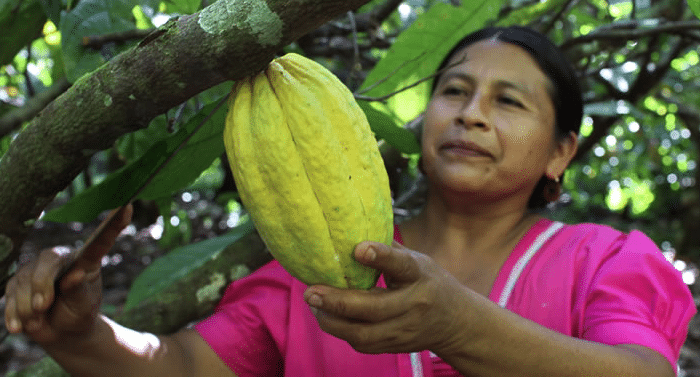 Harvesting Cacao